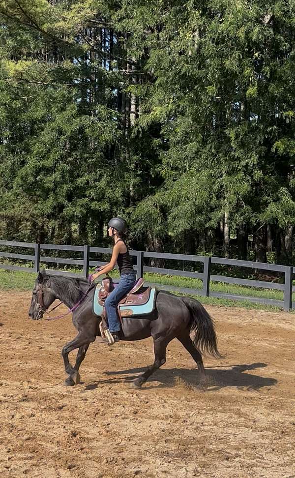 athletic-missouri-fox-trotter-horse