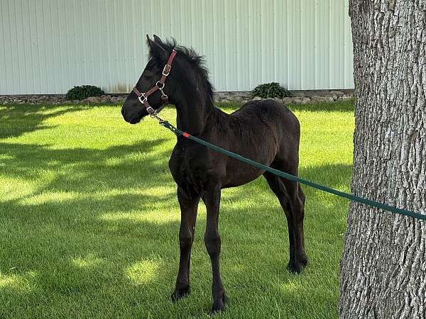 fbhr-draft-filly-stallion