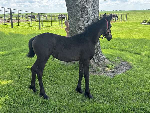 fbhr-filly-stallion