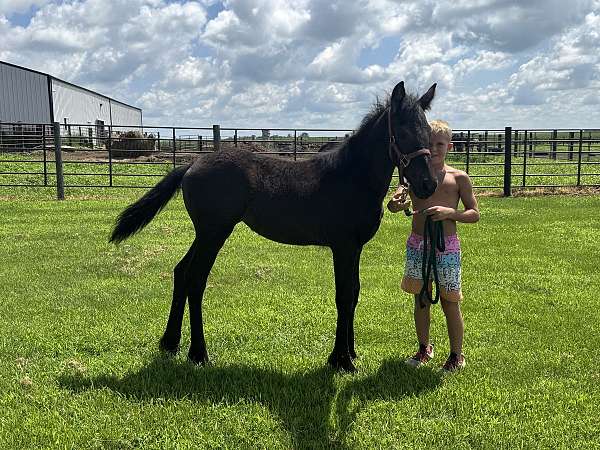 black-fbhr-filly-stallion
