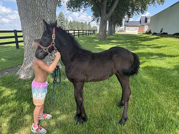 fbhr-friesian-filly-stallion