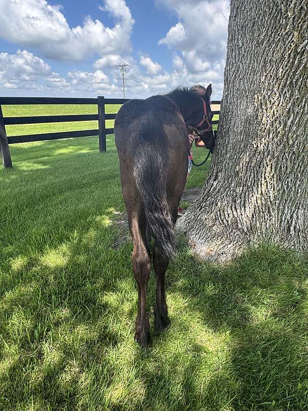 fbhr-spotted-filly-stallion