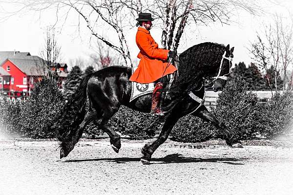 fbhr-spotted-horse
