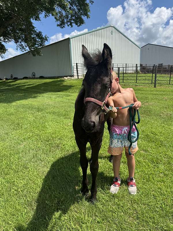fbhr-draft-horse
