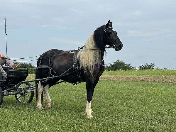 spotted-filly-stallion