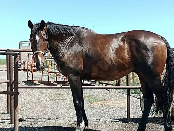 chuck-wagon-racing-thoroughbred-horse