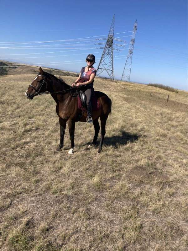 chuck-wagon-racing-gelding