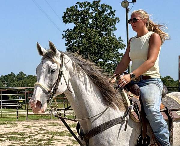 graded-gelding