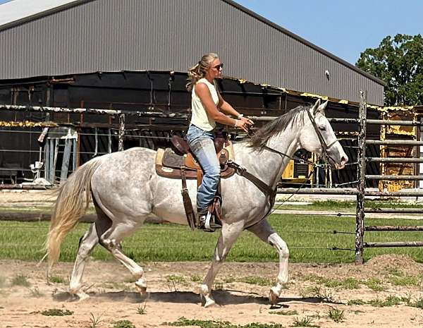 graded-stakes-gelding