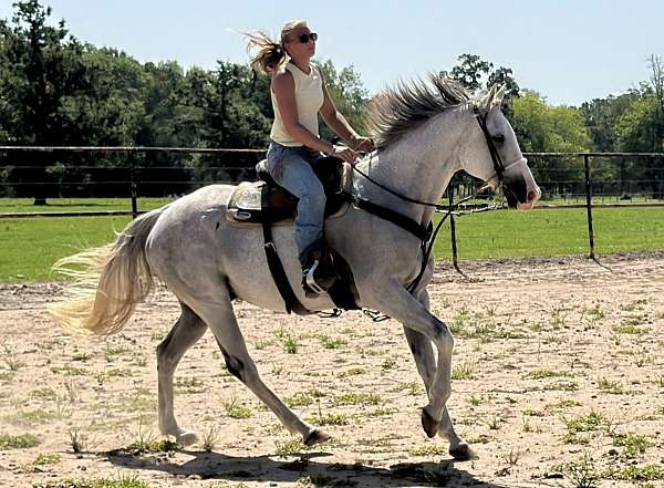 intelligence-gelding