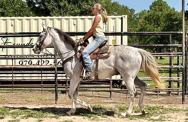 grey-money-horse