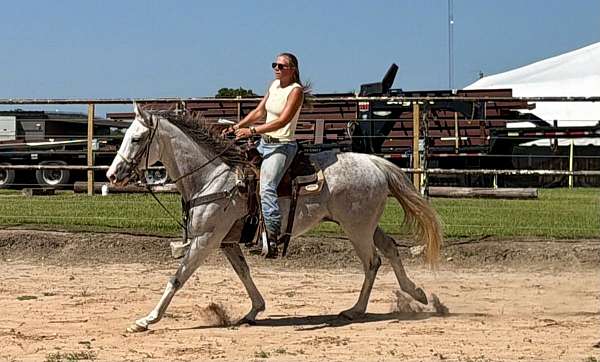 affectionate-thoroughbred-horse