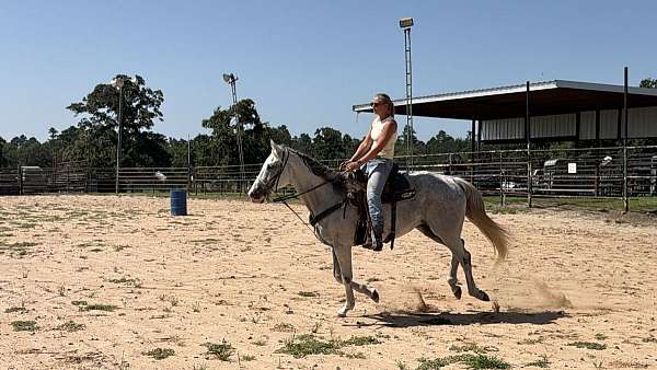 all-thoroughbred-horse