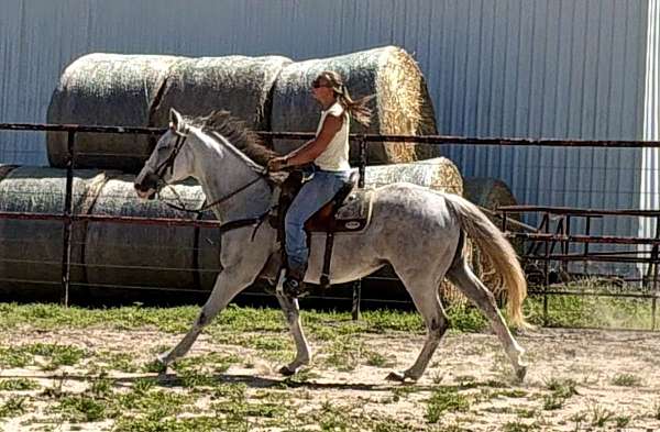 all-around-thoroughbred-horse