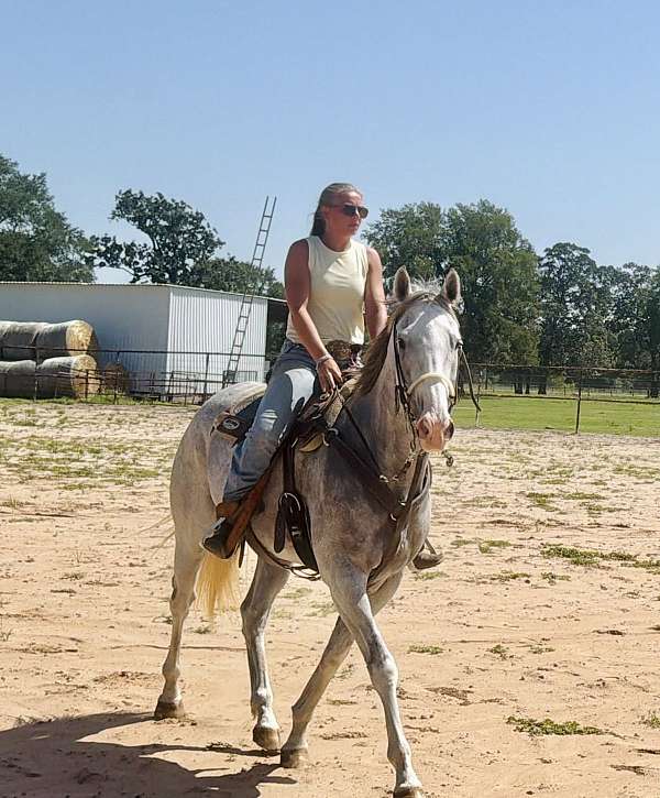 ammy-thoroughbred-horse