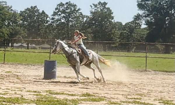 arena-thoroughbred-horse