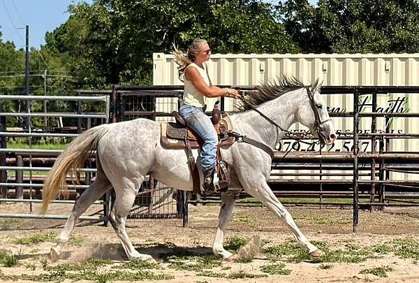 barn-thoroughbred-horse