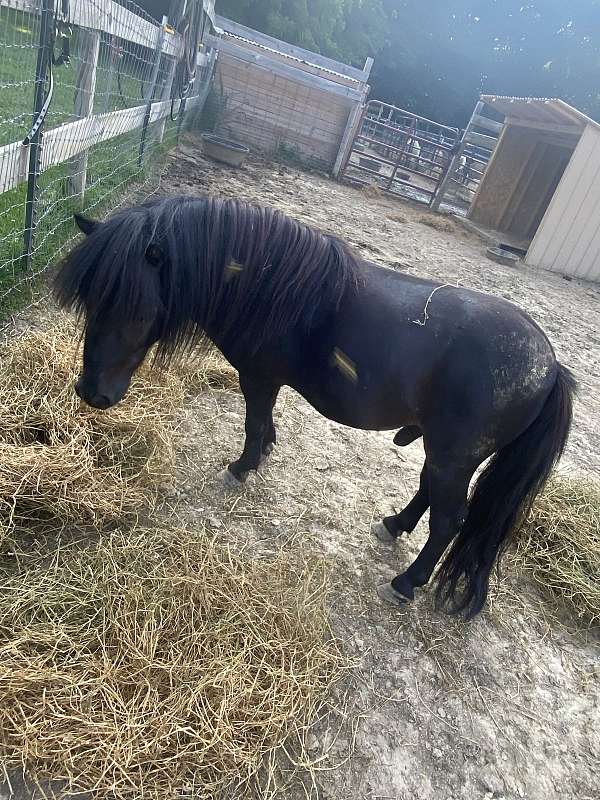 miniature-horse-for-sale