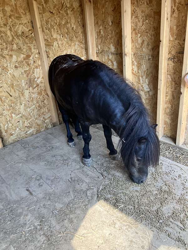 miniature-stallion