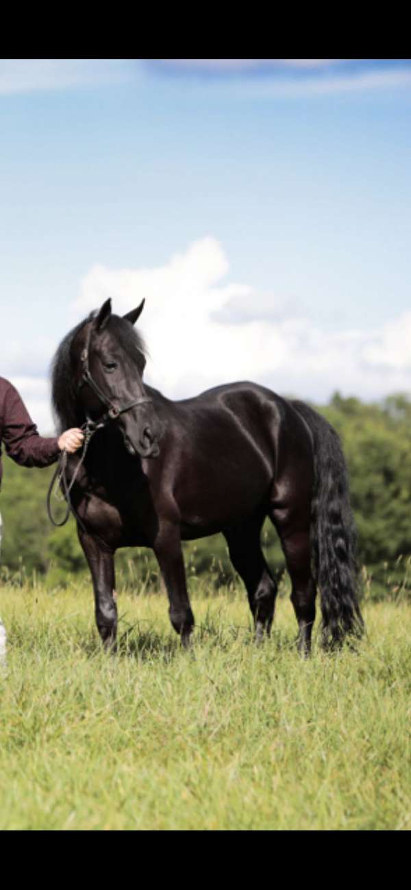 all-around-tennessee-walking-horse