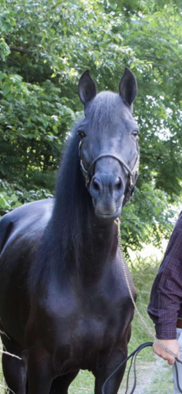 equitation-tennessee-walking-horse