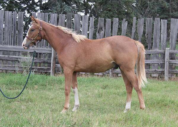 flaxen-warmblood-horse