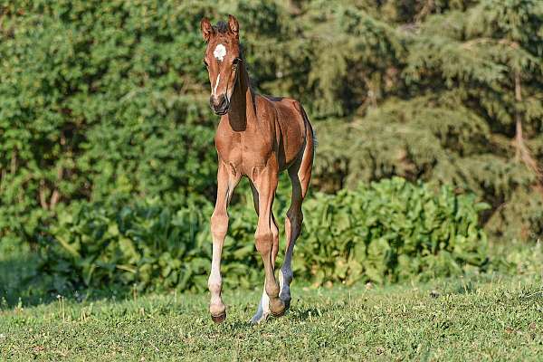 hunter-jumper-westphalian-pony