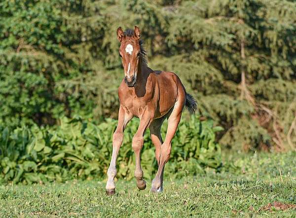 driving-westphalian-pony