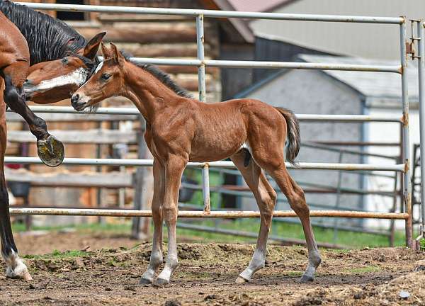 field-hunter-westphalian-pony