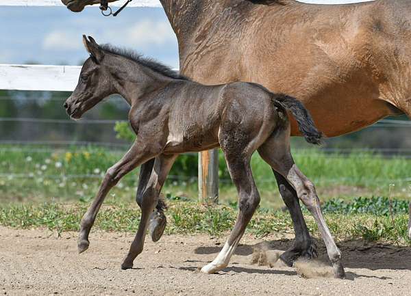 pleasure-driving-westphalian-horse