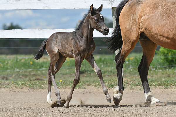 smokey-black-star-sock-horse