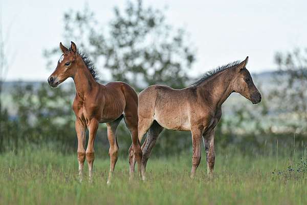 weste-westphalian-horse