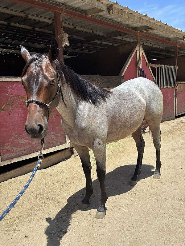 aqha-quarterhorse-bayroan-roanfilly-aqhafilly-hancock-reminic-hancockhorse-ranchhorseprospect-perfor
