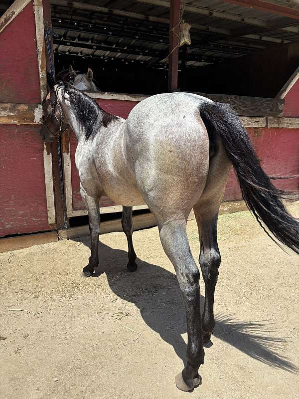 aqha-quarterhorse-bayroan-roanfilly-aqhafilly-hancock-reminic-hancockhorse-ranchhorseprospect-perfor