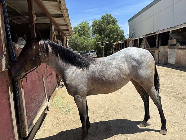 aqha-quarterhorse-bayroan-roanfilly-aqhafilly-hancock-reminic-hancockhorse-ranchhorseprospect-perfor