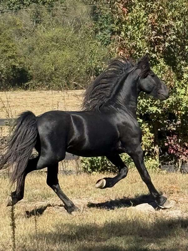 friesian-gelding
