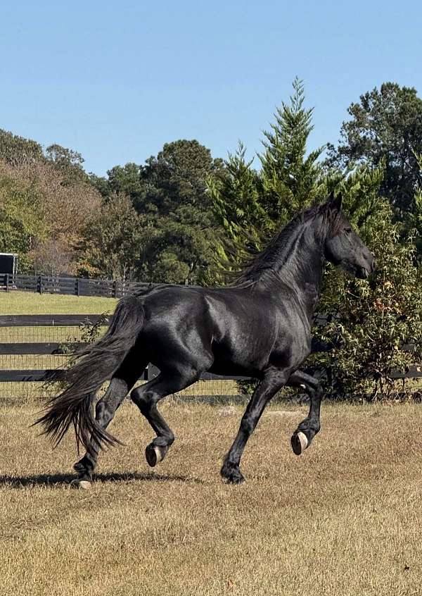 friesian-horse-for-sale
