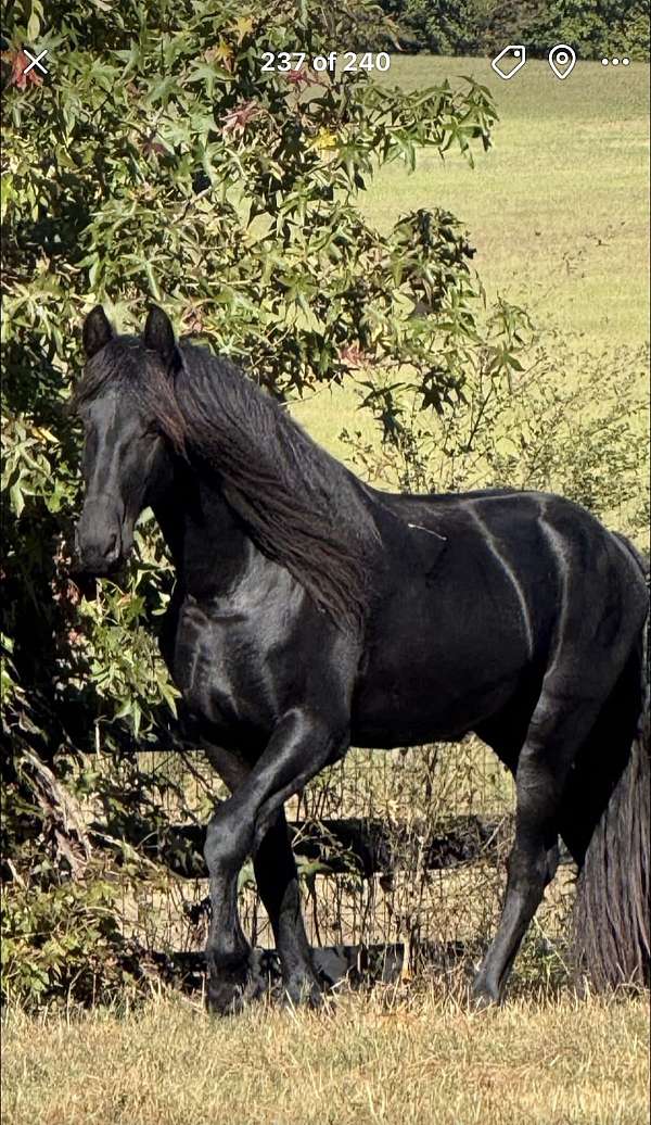 friesian-horse