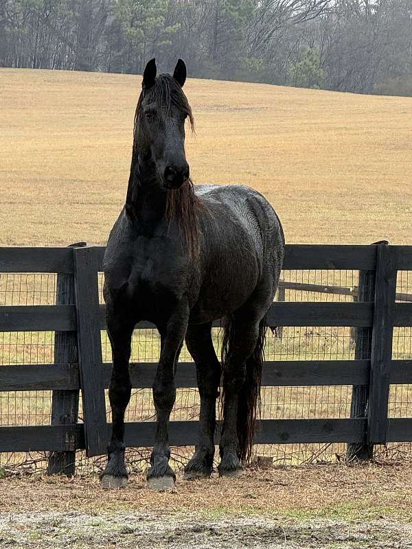 friesian