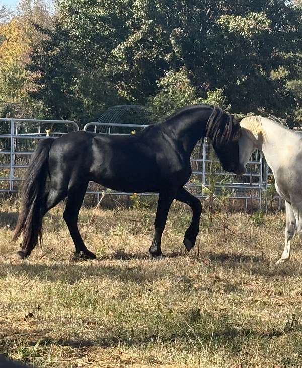 gelding
