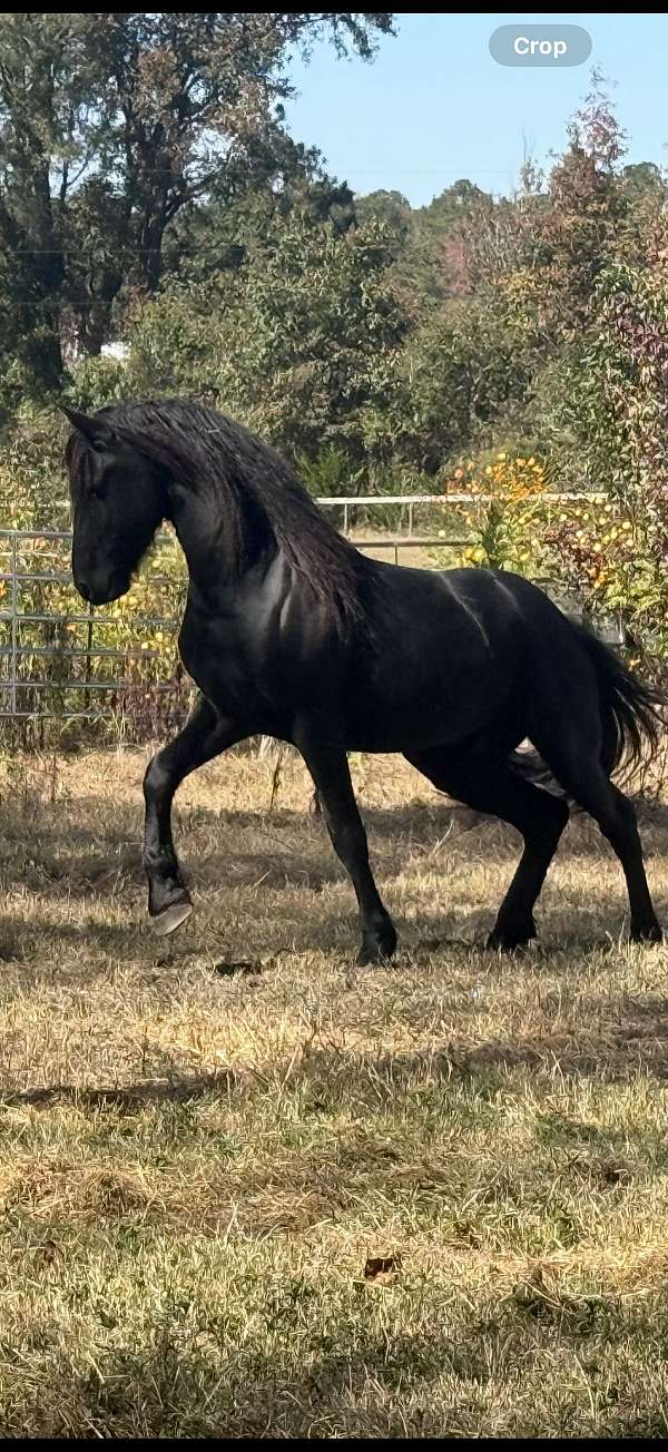 dressage-friesian-horse