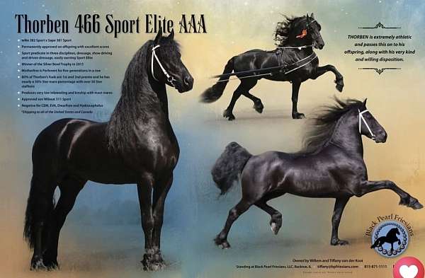 experienced-friesian-horse