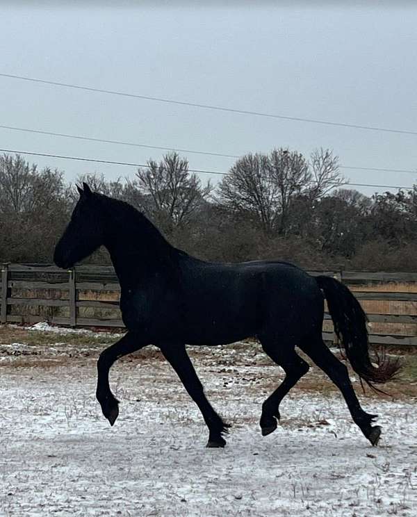 sport-friesian-horse