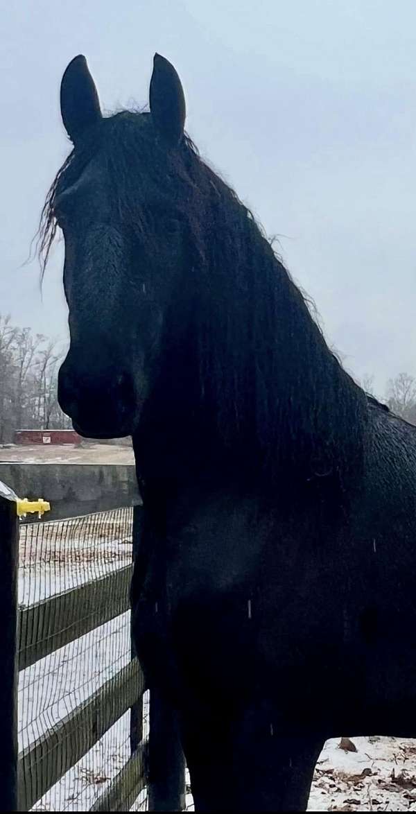 stallion-friesian-horse