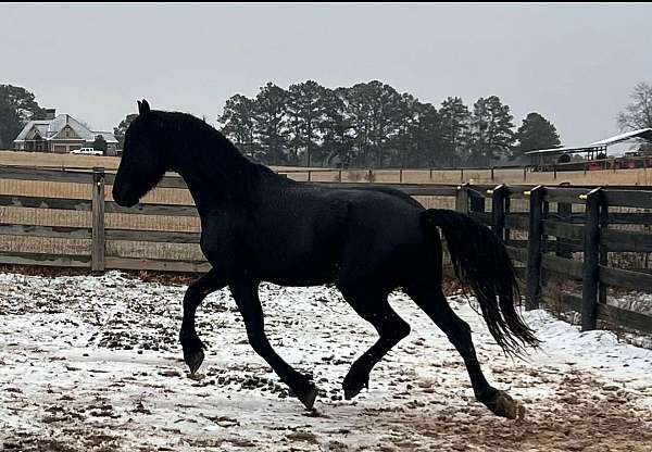 started-under-saddle-friesian-horse