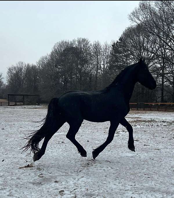 dressage-gelding