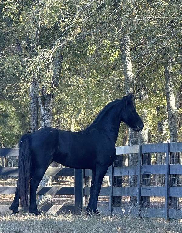 driving-gelding