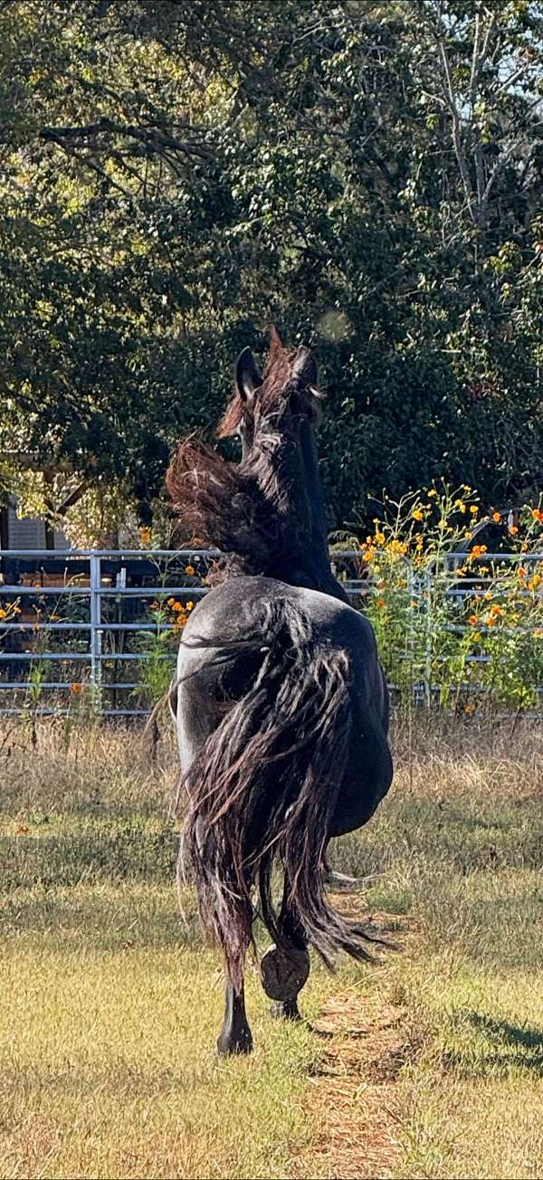 dressage-mare