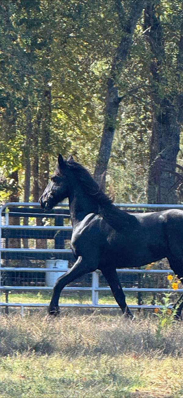 dressage-stallion