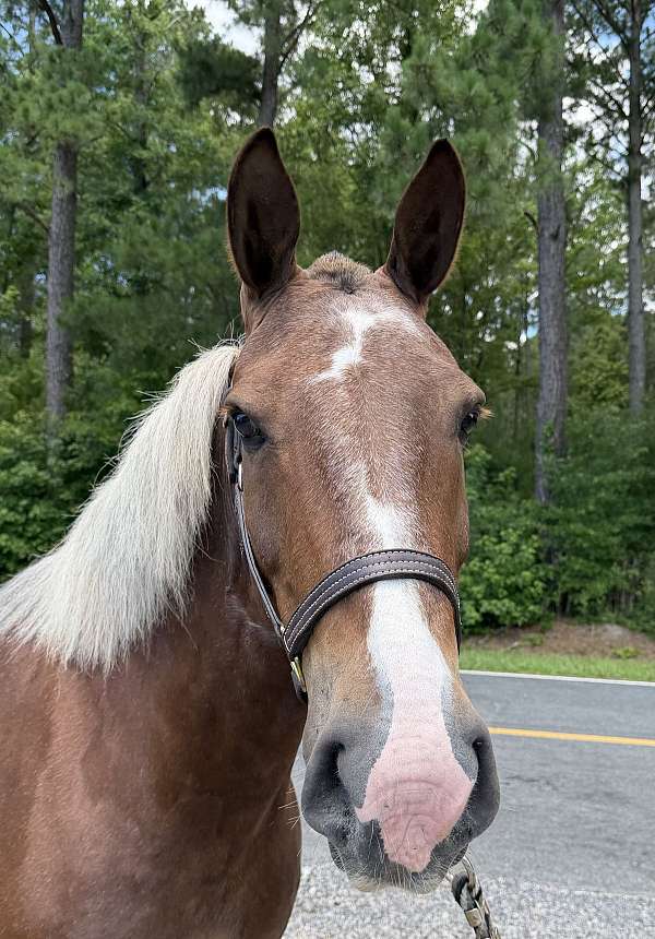 15-hand-draft-gelding